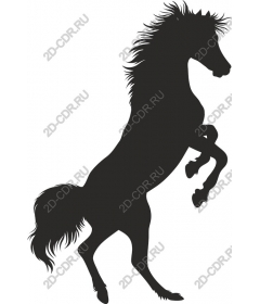  Stunning horse standing on its hind legs