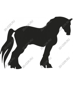 The Majestic Horse