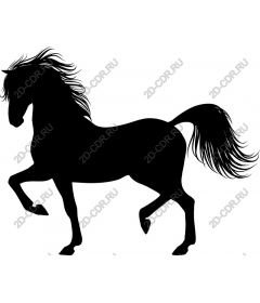 The Majestic Horse