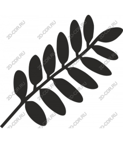  Elegant fern