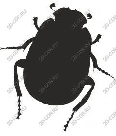  Beetle
