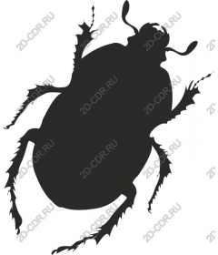  Beetle