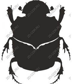  Beetle
