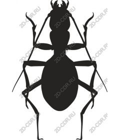  Ant