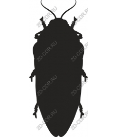  Cockroach