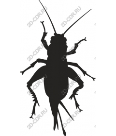  Cricket and