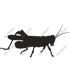 Grasshopper