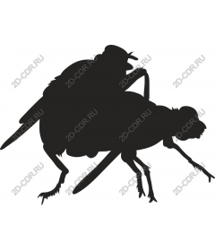 Stylish insect