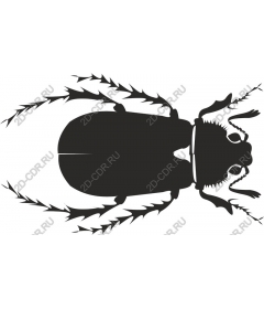  Black beetle