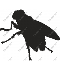 Fly