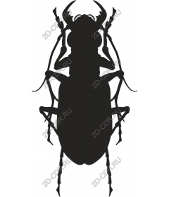  Beetle