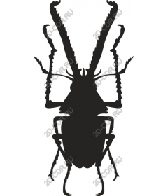 Majestic Beetle