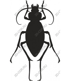  Aphids