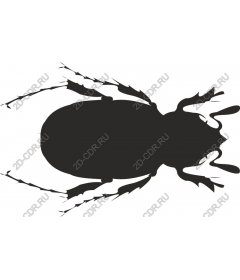  Beetle