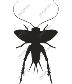  Cicada