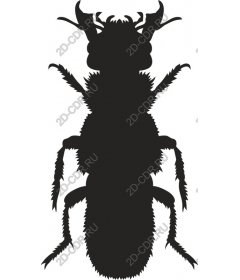  Beetle