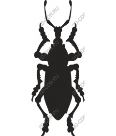 Жук