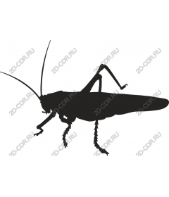 High quality grasshopper