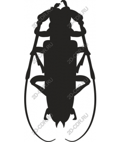  Beetle