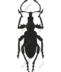 Жук