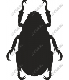 Black beetle