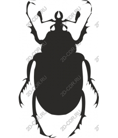 Жук