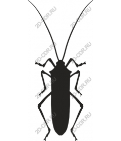  Cockroach