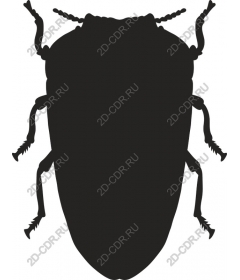 Beetle