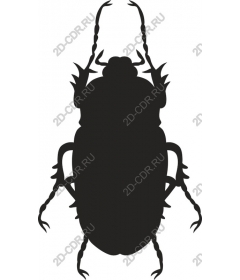  Beetle