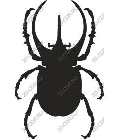  Beetle