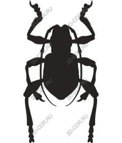  Beetle