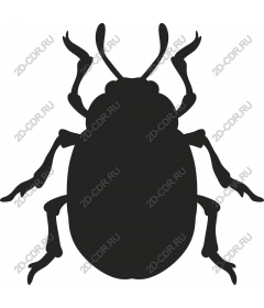  Beetle