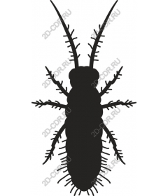 Insect