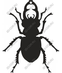  Beetle