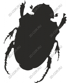  Beetle