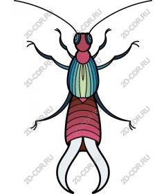  Colorful shrimp
