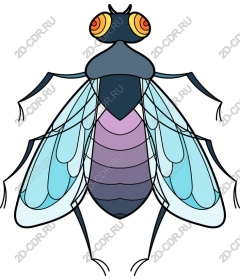  Bright fly