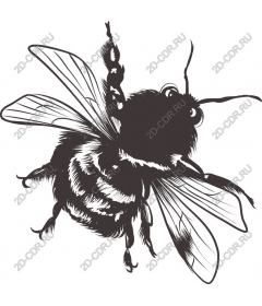  Bee - Elegant black and white