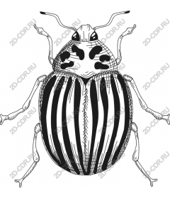  Striped beetle