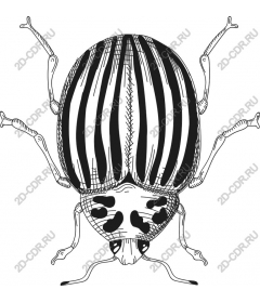 Striped beetle