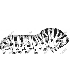 Whimsical cow caterpillar