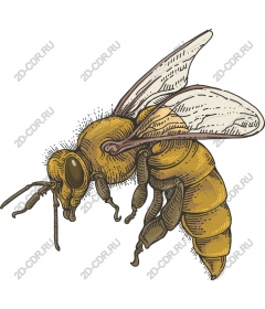  Sophisticated bee