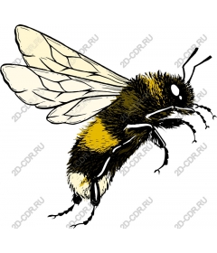  Bumblebee