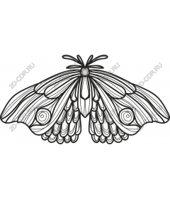  The moth is an Elegant line drawing