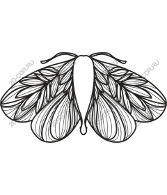The intricate pattern of a butterfly