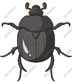 Жук
