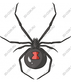  A Black Widow Spider
