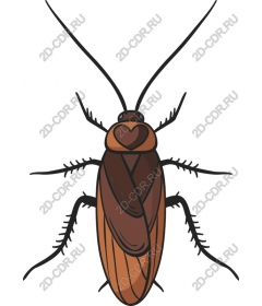  Charming brown cockroach