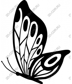  Black Butterfly