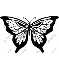  Black Butterfly